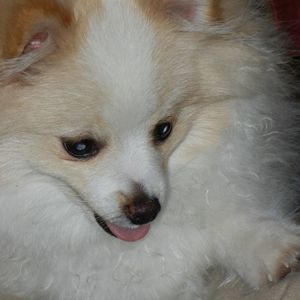 Meet your Posher, Sharon